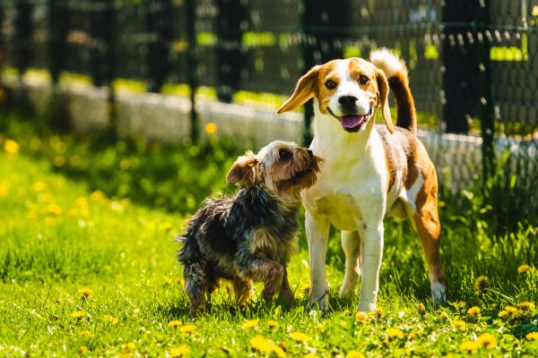 Cute Yorkshire Terrier dog running with beagle dog on gras on sunny day. pets